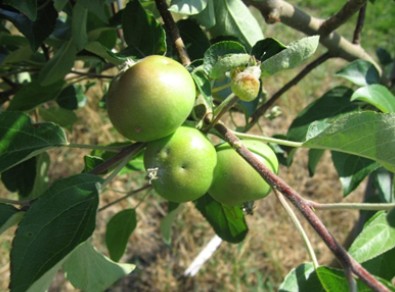 Figure 6 apple dd .jpg